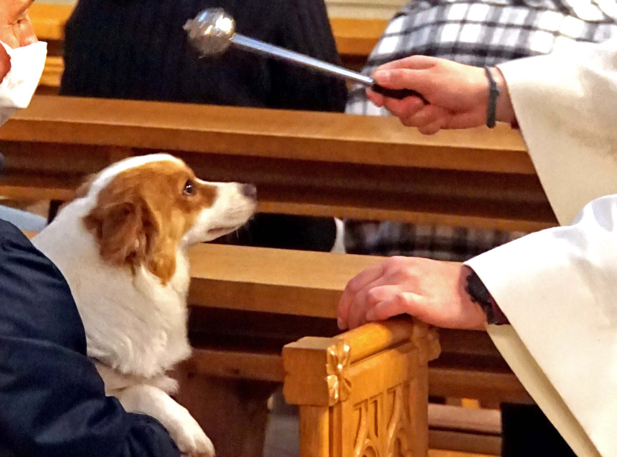 Erste Tiersegnung in Herne