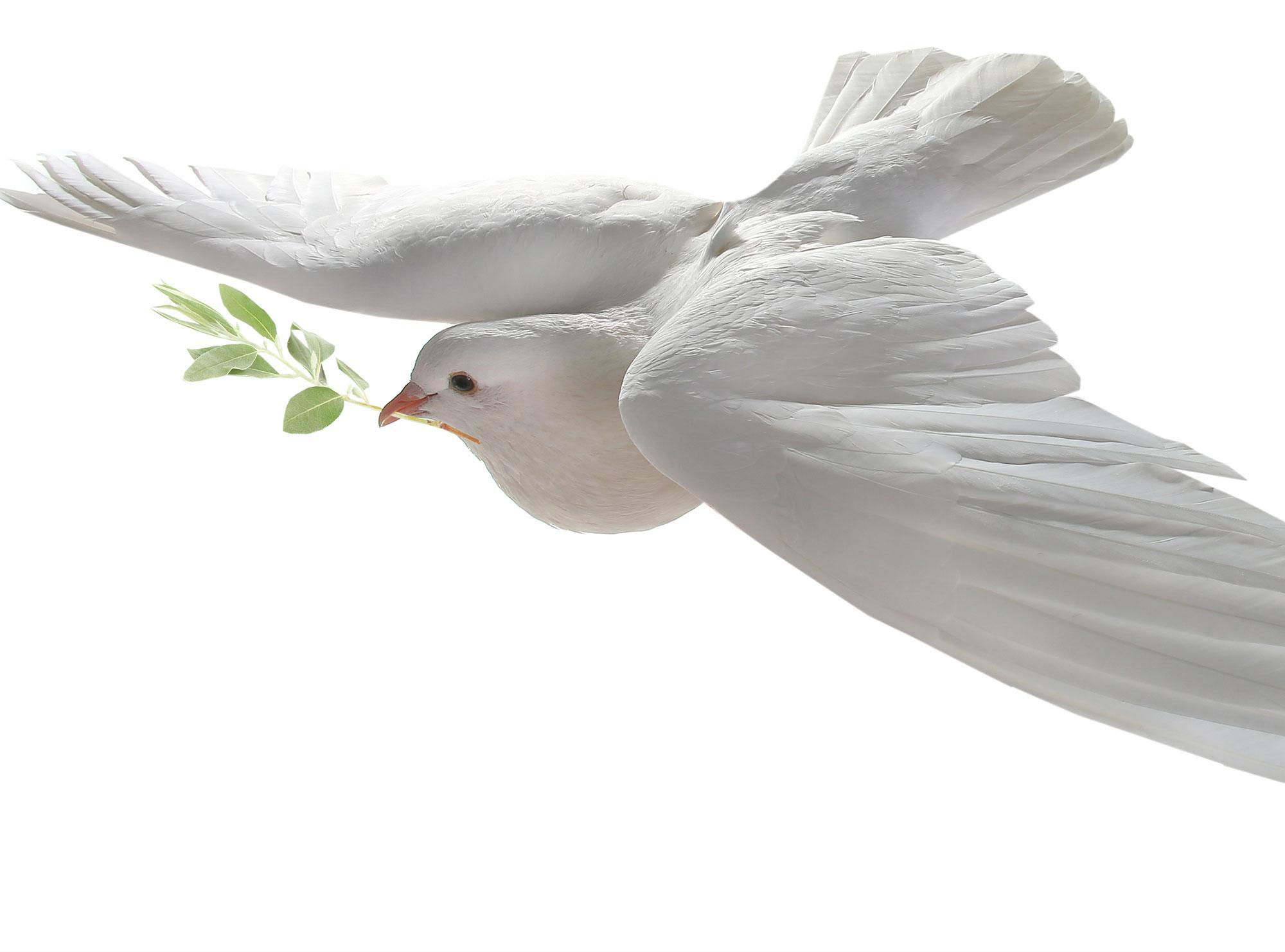 Ein Vogel mit Historie
