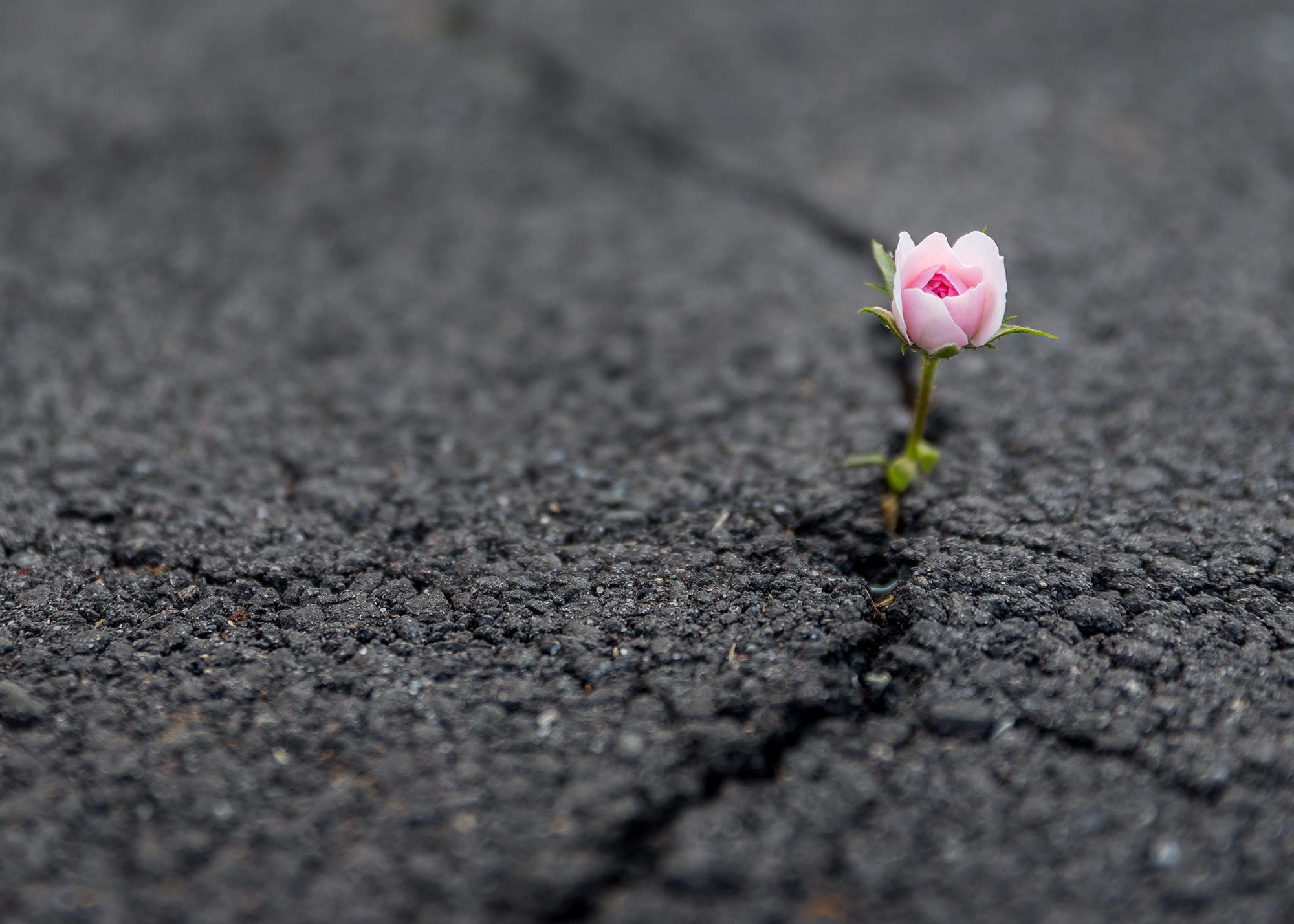 Resilienz – wie Sie ihre Kraftquellen aktivieren