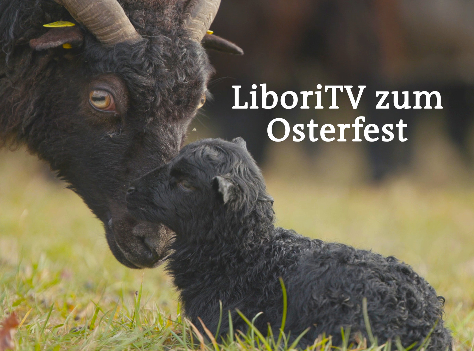 Ostern in unserem Erzbistum