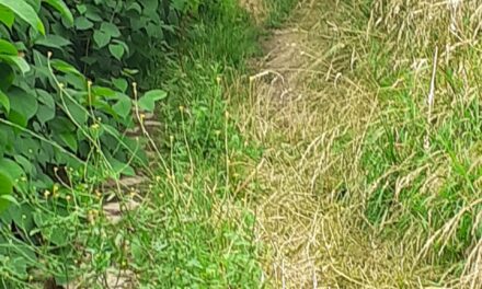 Pilgerweg 2024 – Über wieviel Bäume musst du gehen?